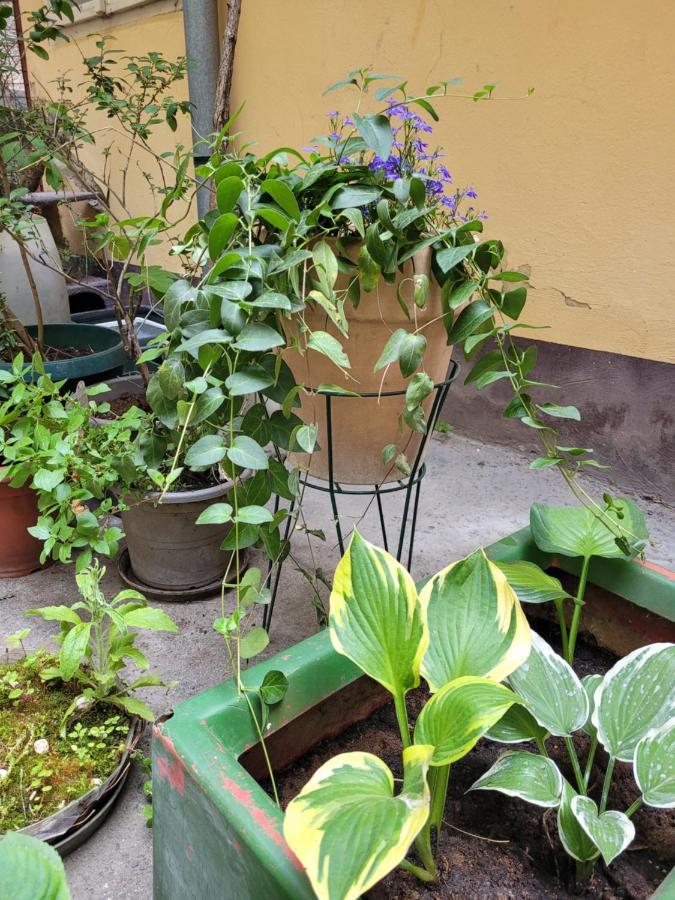 Secret Garden Apartment Zagreb Eksteriør bilde